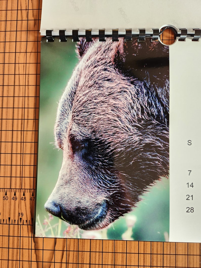 Bears 2024 Wall Calendar Animal Lover Gift Calendar 2024 New Etsy UK