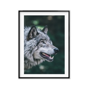 Grey Wolf Wildlife Photography Prints, Wolf Wall Art Photography, Fine Art Photography Lover Gift, Christmas Gift For Her, Holiday Gift Idea