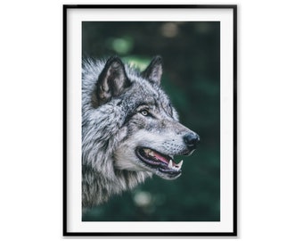 Grey Wolf Wildlife Photography Prints, Wolf Wall Art Photography, Fine Art Photography Lover Gift, Christmas Gift For Her, Holiday Gift Idea