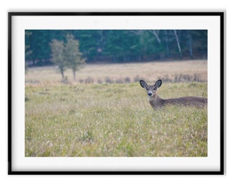 Deer Print, Wildlife Landscape Photography Prints, Deer Wall Art Photography, Hunter Gift, Fine Art Photography Gift, Summer Gift, Cottage