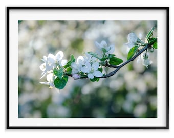 Apple Blossoms Landscape Photography Prints, Spring Decor, Country Home Decor, Apple Orchard Gift, Christmas Gift Idea for Mom, Holiday Gift