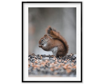 Squirrel Wall Art, Wildlife Photography Print, Animal Wall Art Fine Art Photography Gift, Christmas Gift, Gift Idea for Mom, Holiday Gift