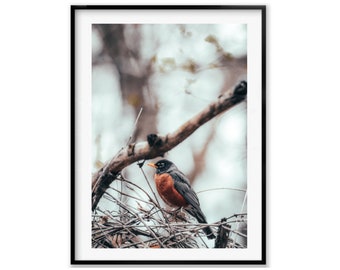 Robin Portrait Photography Print, Birder Gift, Bird Watcher Spring Gift, Bird Wall Art Photograph, Christmas Gift Idea for Mom, Holiday Gift