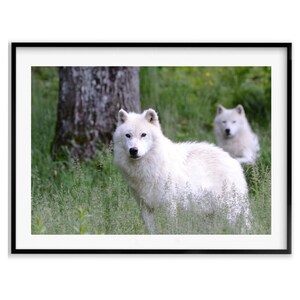 Wolf Gift, Arctic Wolf Wildlife Photography Print, Wolf Wall Art Photography Fine Art, Christmas Gift, Gift Idea for Mom, Holiday Gift