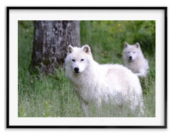 Wolf Gift, Arctic Wolf Wildlife Photography Print, Wolf Wall Art Photography Fine Art, Christmas Gift, Gift Idea for Mom, Holiday Gift