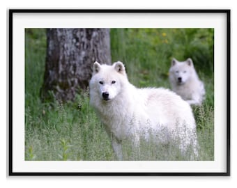 Wolf Gift, Arctic Wolf Wildlife Photography Print, Wolf Wall Art Photography Fine Art, Christmas Gift, Gift Idea for Mom, Holiday Gift