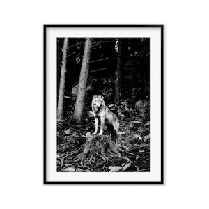 Grey Wolf Black and White Wildlife Photography Prints, Wolf Wall Art Photography, Animal Fine Art Gift, Minimalist Wall Art, Home Decor