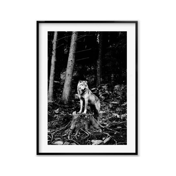 Grey Wolf Black and White Wildlife Photography Prints, Wolf Wall Art Photography, Animal Fine Art Gift, Minimalist Wall Art, Home Decor