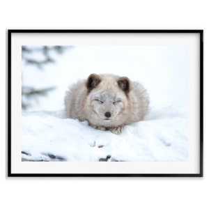 Arctic Fox Baby Animal Nursery Decor, Wildlife Photography Prints, Animal Bedroom Decor, Fox Art, Christmas Gift Idea for Mom, Holiday Gift