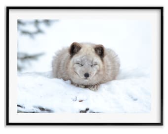 Arctic Fox Baby Animal Nursery Decor, Wildlife Photography Prints, Animal Bedroom Decor, Fox Art, Christmas Gift Idea for Mom, Holiday Gift