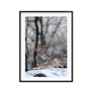 Coyote Fine Art, Wildlife Wall Art, Animal Wall Art Photography Prints, Animal Prints, Gift For The Home, Christmas Gift Ideas for Mom
