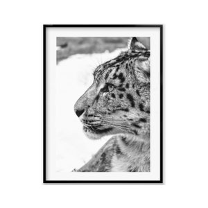 Snow Leopard Wall Art photography, Black and White Nature Wildlife Photography Prints, Christmas Gift, Gift Idea for Mom, Holiday Gift image 1