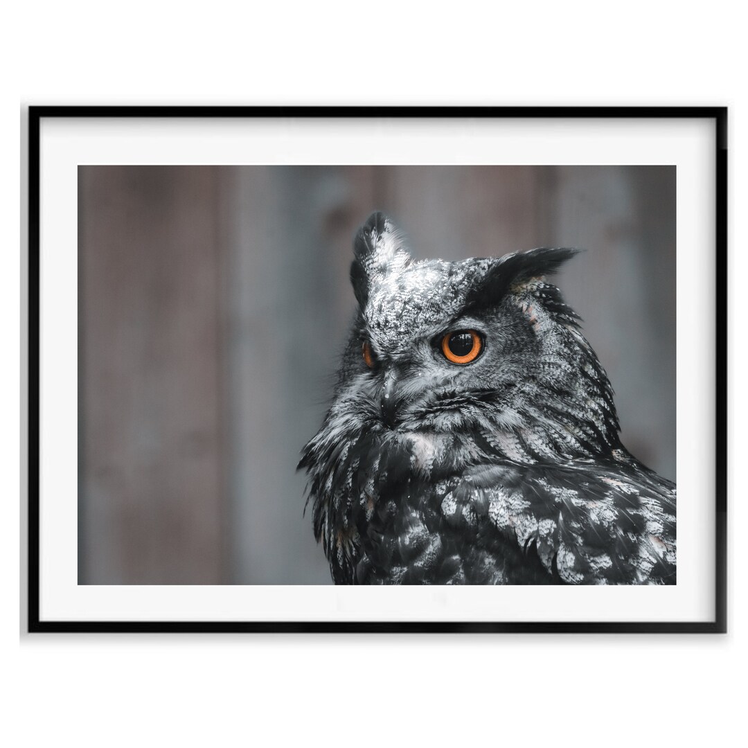 Black and White European Eagle Owl Birder Gift, Owl Wall Art ...