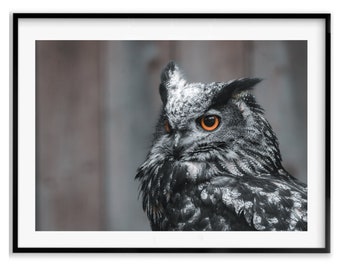 Black and White European Eagle Owl Birder Gift, Owl Wall Art Photography Print, Birds of Prey, Nursery Wildlife, Owl Gift, Animal Wall Art