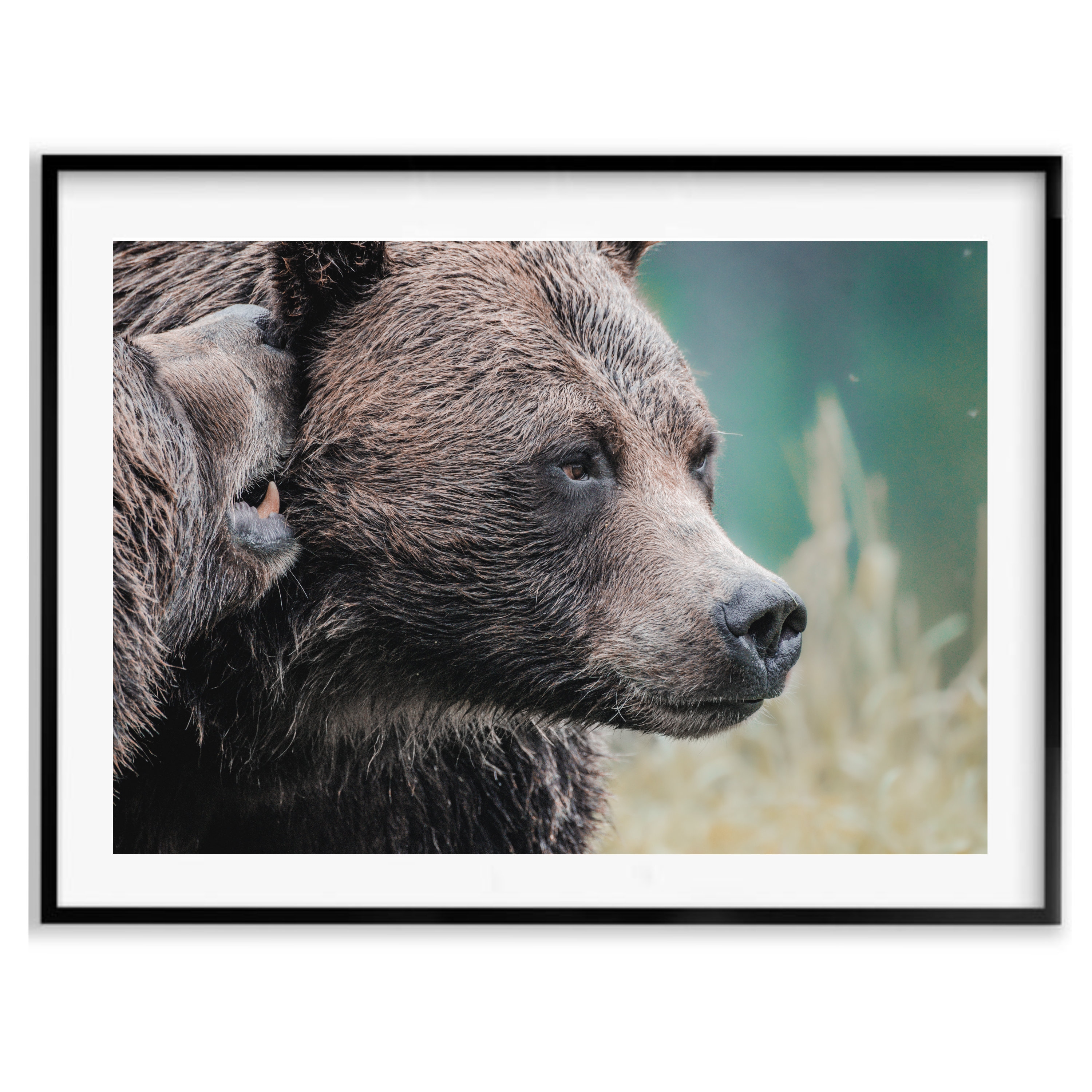 Grizzly Decor 