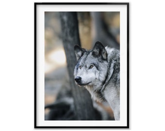 Handmade Grey Wolf Wildlife Photography Prints and Wall Art for Country Home Decor and Cozy Living Room Decor Ideas Spring Gift For Her