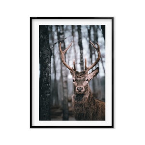 Deer Wildlife Photography Print, Buck Antler Wall Art Photography, Animal Hunter Gift, Christmas Gift, Gift Idea for Dad, Holiday Gift