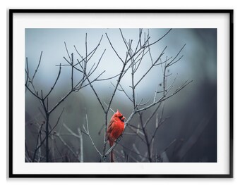 Cardinal Gifts, Birder Gift, Red Bird Prints Animal Wall Art, Moody Wildlife Photography Print, Christmas Gift For Mom, Holiday Gift Idea