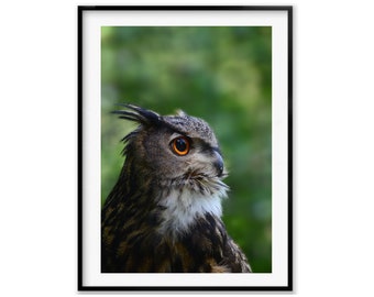 European Eagle Owl Birder Gift, Owl Wall Art Photography Print, Birds of Prey, Nursery Wildlife, Owl Gift, Christmas Gift, Holiday Gift idea