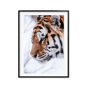 Tiger Wall Art Photography,Wildlife Photography Print, Tiger Poster, Wildlife Nursery Decor, Christmas Gift, Gift Idea for Mom, Holiday Gift