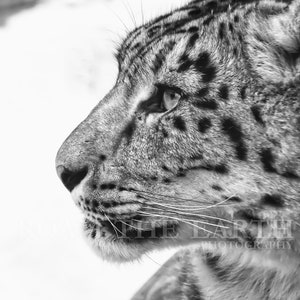 Snow Leopard Wall Art photography, Black and White Nature Wildlife Photography Prints, Christmas Gift, Gift Idea for Mom, Holiday Gift image 3