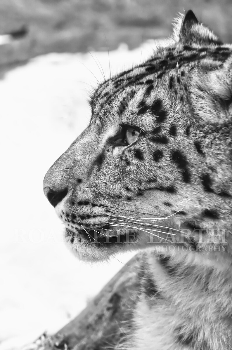 Snow Leopard Wall Art photography, Black and White Nature Wildlife Photography Prints, Christmas Gift, Gift Idea for Mom, Holiday Gift image 3