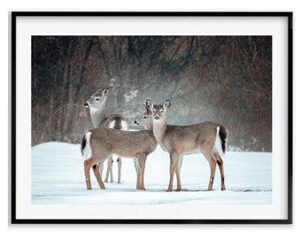 Deer Wall Art, Winter Wildlife Photography Print, Animal Art Fine Art Photography Lover Gift, Christmas Gift Idea for Mom, Holiday Gift