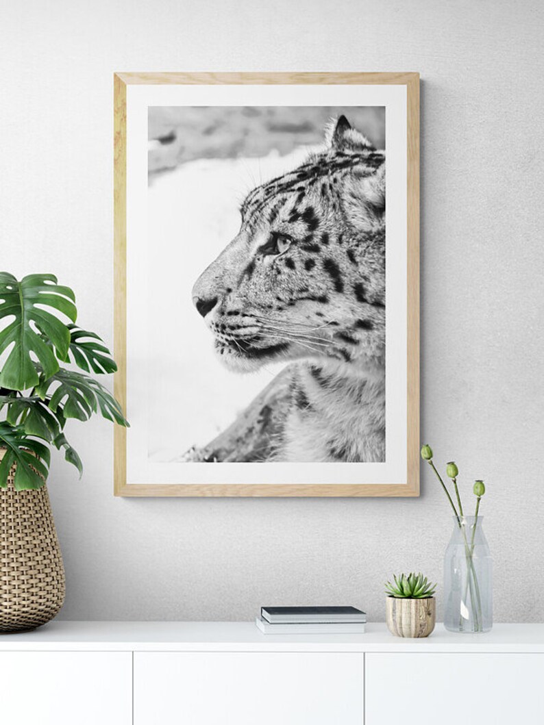 Snow Leopard Wall Art photography, Black and White Nature Wildlife Photography Prints, Christmas Gift, Gift Idea for Mom, Holiday Gift image 8