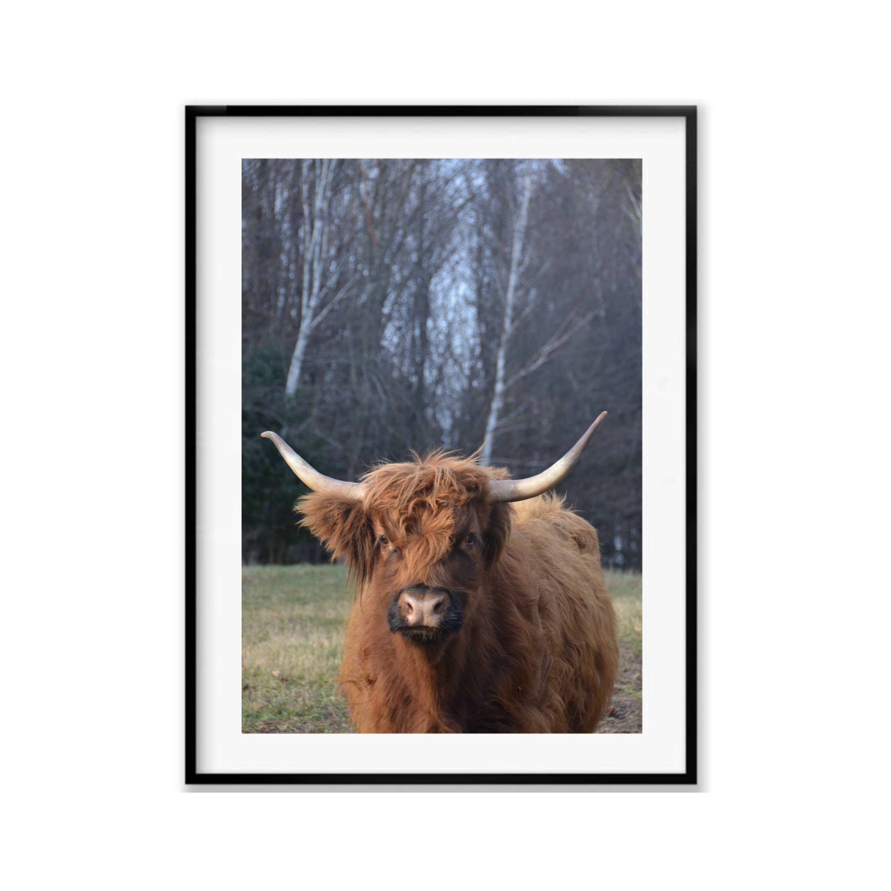 Highland Cow Wall Art Brown Farmhouse Decor Cattle Home Etsy Canada