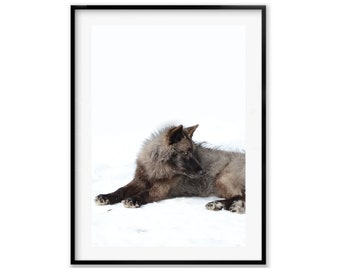 Arctic Wolf Gift, Wolf Wildlife Photography Print, Wolf Wall Art Photography, Winter Gift, Christmas Gift For Her,  Idea