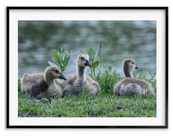 Baby Animals Photography Prints, Birder Gift Wall Art Photo, Bird Fine Art Gift, Nursery Wildlife, Christmas Gift For Mom, Holiday Gift Idea