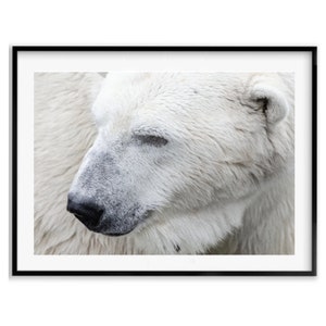 Polar Bears Wildlife Photography Print, Bear Art, Animal Poster, Polar Bear Wall Art Print, Christmas Gift, Gift Idea for Mom, Holiday Gift
