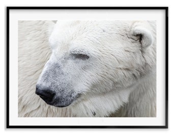 Polar Bears Wildlife Photography Print, Bear Art, Animal Poster, Polar Bear Wall Art Print, Christmas Gift, Gift Idea for Mom, Holiday Gift