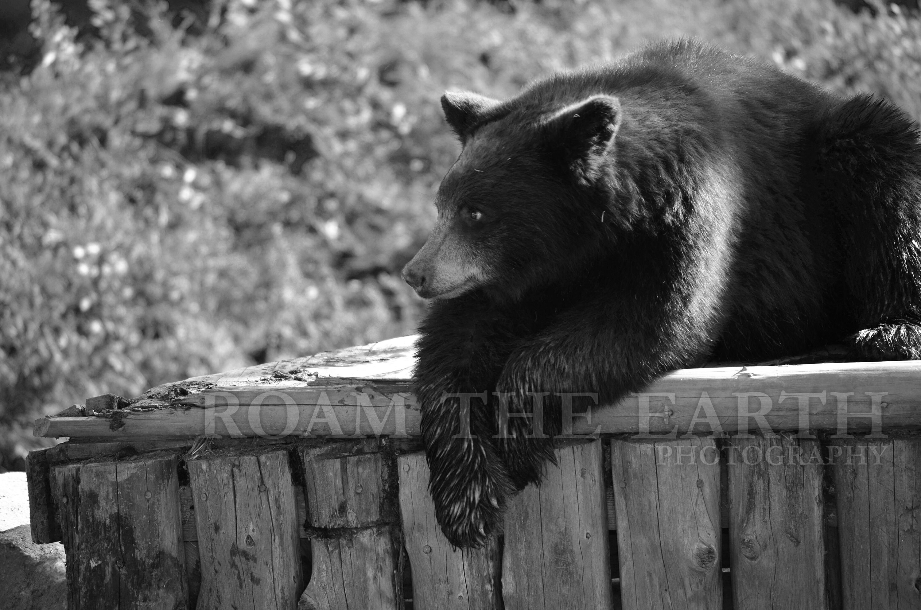 Bär Druck Schlafzimmer Dekor schwarz und weiß Wildlife | Etsy