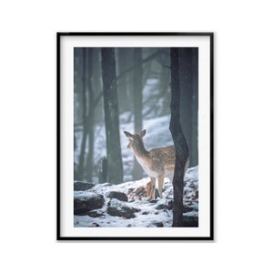 Deer Wildlife Photography Print, Fawn Wall Art Photography, Baby Animal Nursery Wildlife, Christmas Gift, Gift Idea for Mom, Holiday Gift