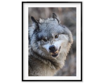 Grey Wolf Animal Wall Art Photography Prints, Wolf Gift, Animal Lover Gift, Wolf Artwork, Wolf Poster, Christmas Gift, Holiday Gift Idea