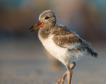 American Oystercatcher Chick, Baby Bird, Bird Photography, Coastal Wall Art, Beach Decor, Florida Birds, Nature Print, Shorebird, Wildlife