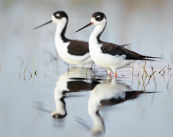 Bird Photography, Beach Decor, Black Necked Stilt, Florida Birds, Nature Photo, Coastal Wall Art, Wildlife Print, Shorebirds, Wading Bird