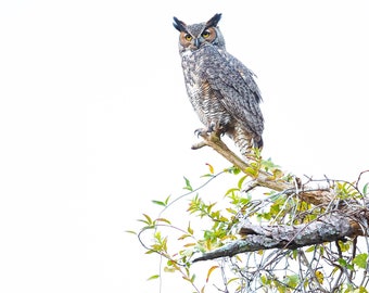 Bird Photography, Great Horned Owl, Florida Photography, Nature Print, Owl Wall Art, Wildlife Photo, Florida Birds, Owl Photo, Birds of Prey