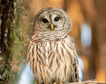 May include: A barred owl with brown and white striped feathers perches on a branch with a blurred background of green and brown foliage.