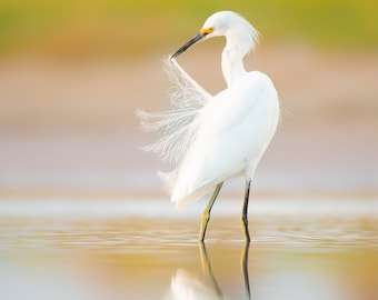 Snowy Egret, Bird Photography, Beach Wall Accent, Florida Birds, Coastal Decor, Tropical Decor, Nature Photo, Wildlife Print, Shorebirds