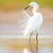 see more listings in the Birds Herons/Egrets section