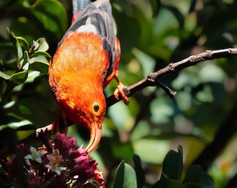 Hawaii Birds, ʻI'iwi, Bird Photography, Maui Bird, Nature Photo, Red Hawaiian Honeycreeper, Tropical Wall Art, Wildlife Print, Island Decor