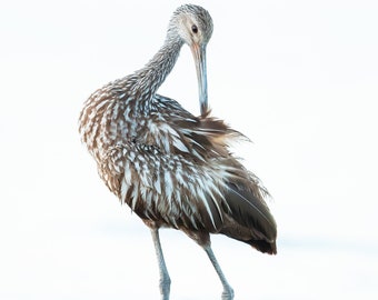 Bird Photography, Limpkin, Wading Bird, Florida Birds, Nature Photo, Wall Art, Wildlife Print, Neutral Colors, Coastal Decor, Beach Decor