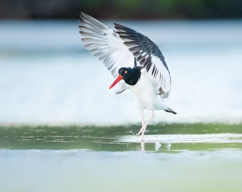 American Oystercatcher, Bird Photography, Coastal Wall Art, Beach Decor, Florida Bird, Nature Photo, Shorebird, Wildlife Print, Beach Bird