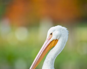 White Pelican Photo, Florida Bird Photography, Canvas Gallery Wrap, Bird Paper Print, Metal Print, Coastal Art, Beach Decor, Beach Wall Art