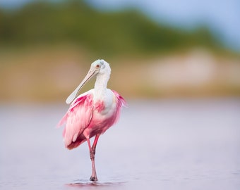 Roseate Spoonbill, Bird Photography, Florida Sunset, Florida Bird, Spoonbill Print, Tropical Decor, Beach Wall Art, Pink Bird, Coastal Decor