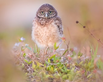Baby Burrowing Owl, Bird Photography, Owlet Photo, Florida Photography, Nature Photo, Owl Print, Wildlife Print, Florida Birds, Owl Photo