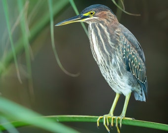 Green Heron, Bird Photography, Florida Photography, Coastal Birds, Beach Decor, Bird Photo, Heron Print, Wetlands Wildlife, Nature Photo