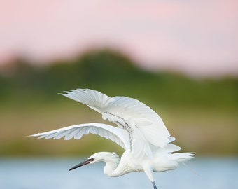 Bird Photography, Reddish Egret, Beach Bird, Florida Photography, Pink Sunset, Coastal Wall Art, Florida Bird, Beach Decor, White Egret